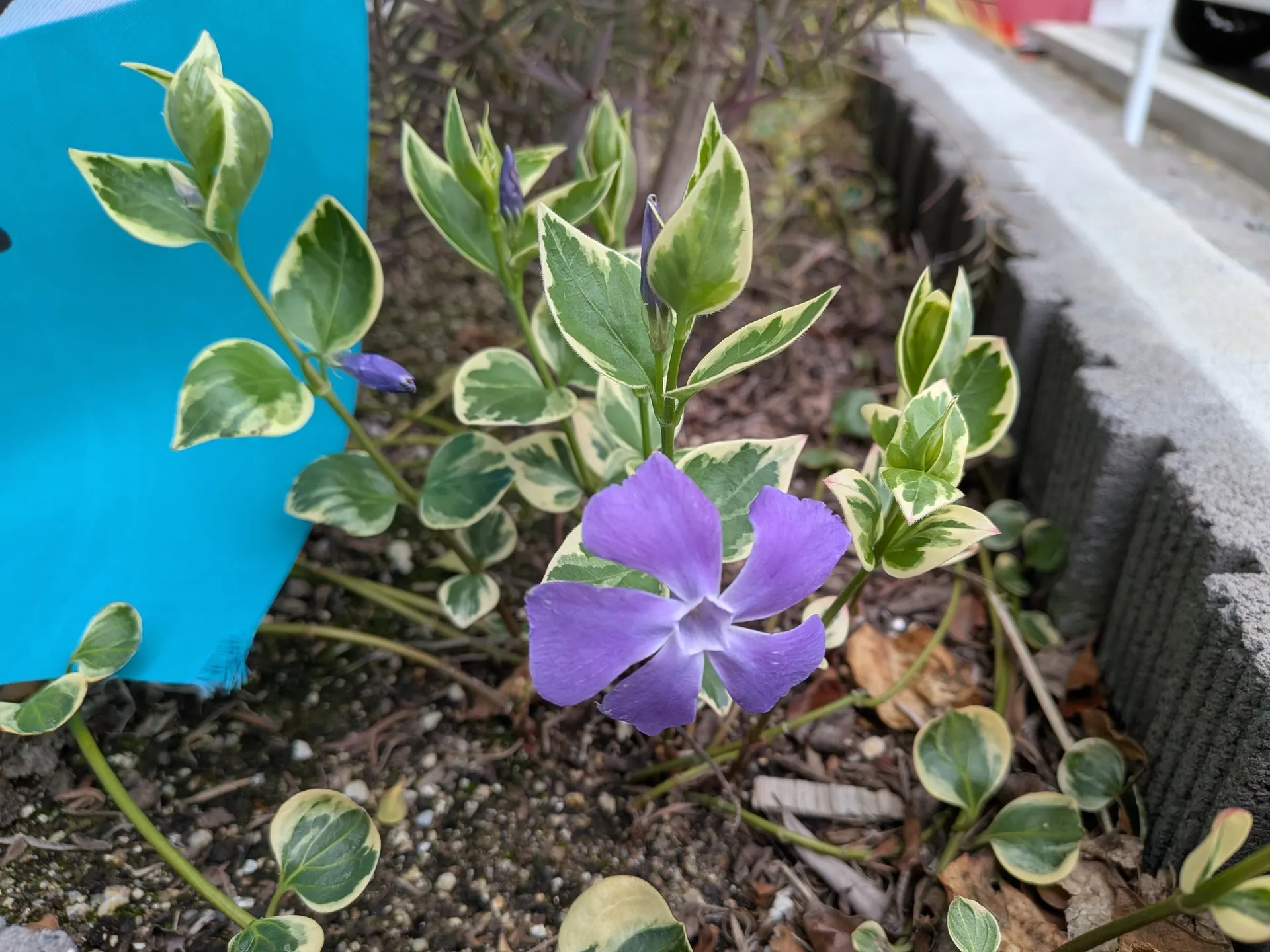会社の花壇に植えてあったツルニチニチソウが新芽を出し始めて、...